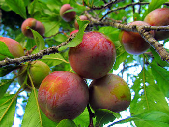 Low angle view of apples on tree