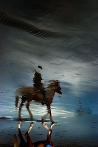 High angle view of horse reflection on wet shore