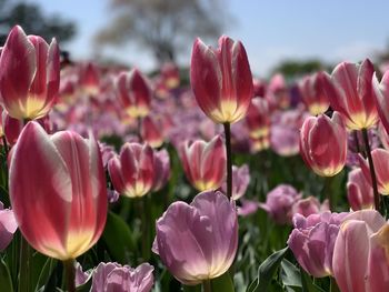 Close-up of pink tulips