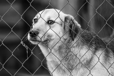 Close-up of dog seen through chainlink fence