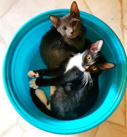 High angle portrait of cat sitting by kitten
