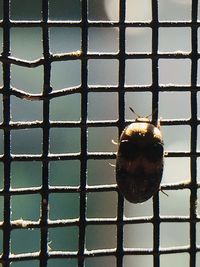 Close-up of insect on metal grate window