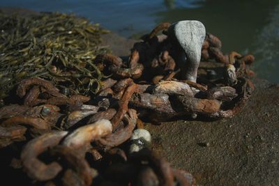 Close-up of crab on beach