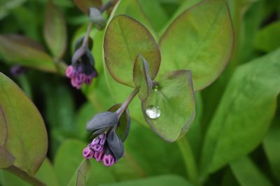 Close-up of purple flowering plant