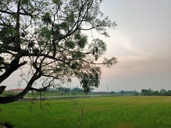 Tree on field against sky