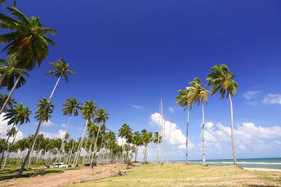 Palm trees on field against blue sky