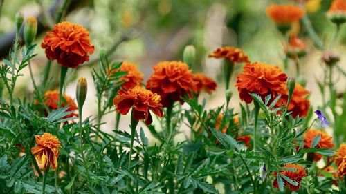 Close-up of orange flowers