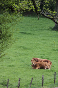 Cows in a meadow