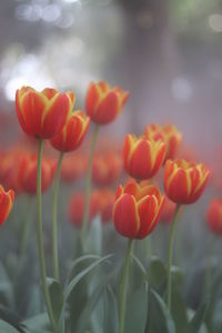 Close-up of flowering plants on field