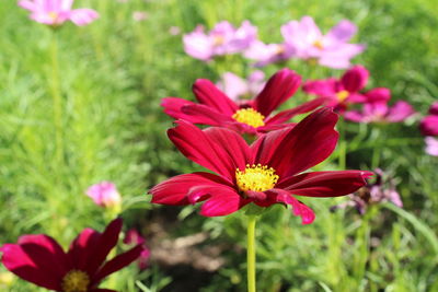 Close-up of pink flowering plants on field