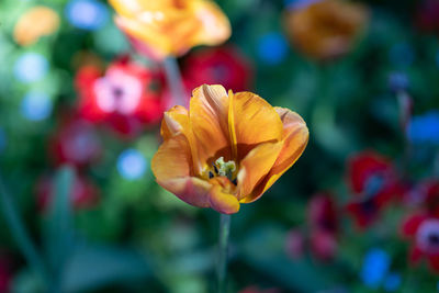 Close-up of yellow flower