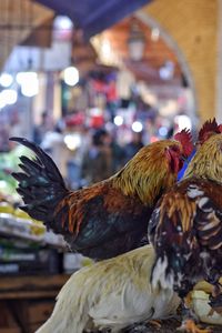 Close-up of rooster