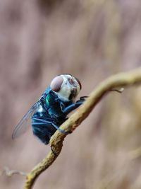 Close-up of insect on plant