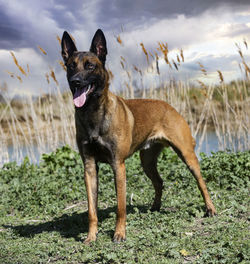 Dog standing on field