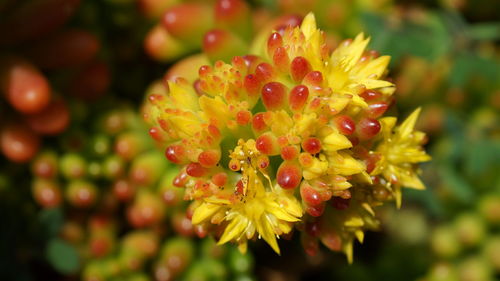 Close-up of flowering plant