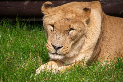 Portrait of a lion resting on field