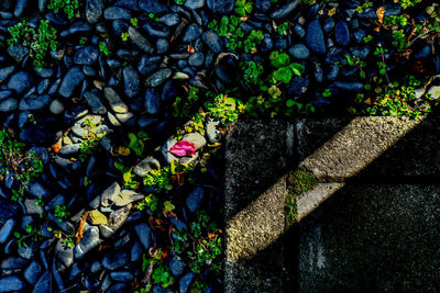 High angle view of plants by water