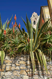 Low angle view of coconut palm tree