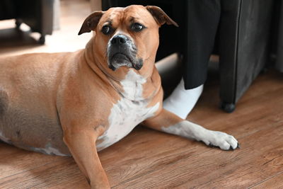 Portrait of dog lying on floor at home