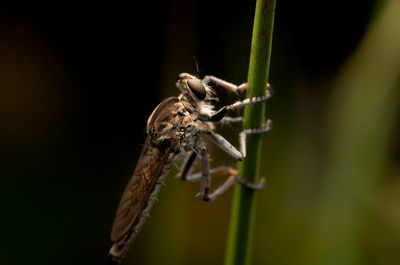 Close-up of spider