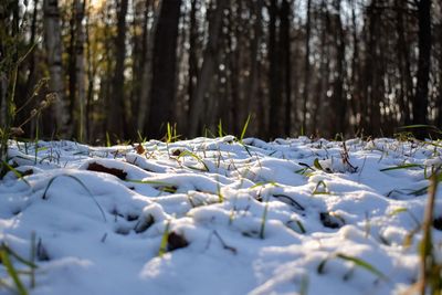 White flowers on snow covered land