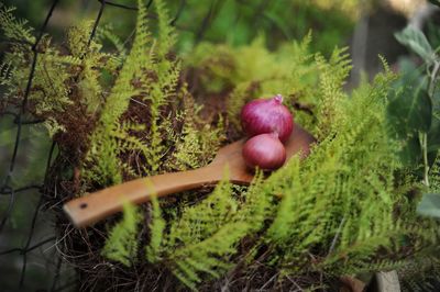 Close-up of berries growing on plant