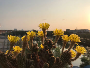 Close-up of yellow flowering plants on field against sky