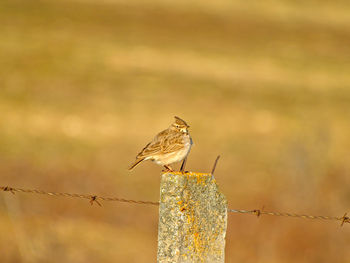 Close-up of bird perching on wooden post