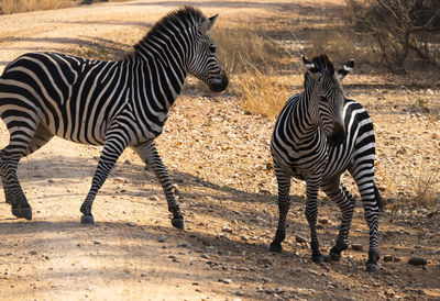 Zebras standing in a field