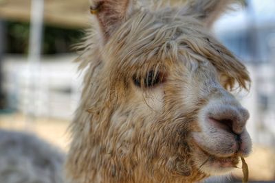 Close-up of a horse looking away