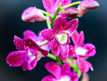 Close-up of pink flower