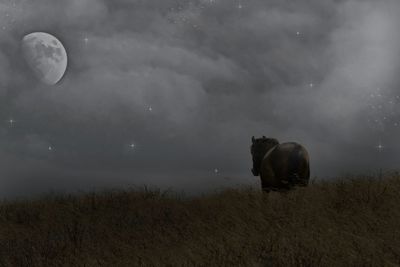 Horse on field against sky at night