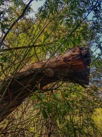 Low angle view of trees in forest