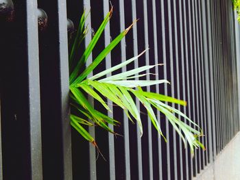 Close-up of plant