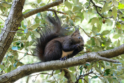 Low angle view of squirrel on tree