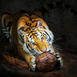 Close-up of cat eating food in zoo