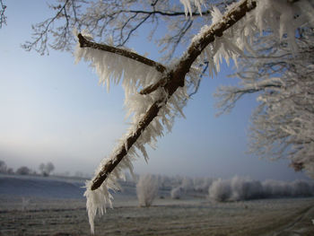 Close-up of bird on snow against clear sky