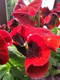 Close-up of red rose flower