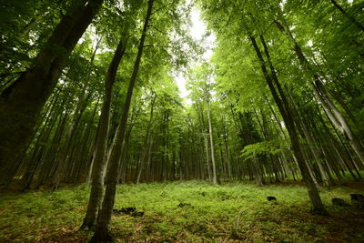 View of bamboo trees in forest