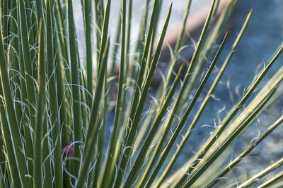 Close-up of crops growing on field