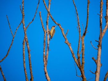 Low angle view of tree against clear blue sky