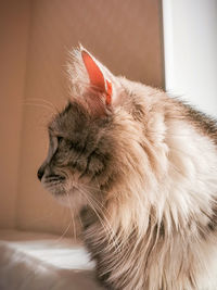 Close-up of a cat looking away