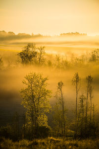 A beautiful landscape of a misty morning during summer. summertime scenery of northern europe.