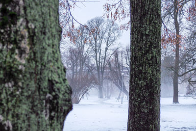 Bare trees on snow covered landscape