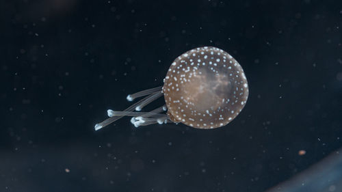 Close-up of jellyfish in water