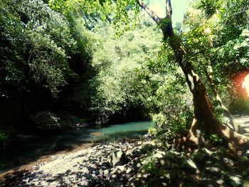 Scenic view of river amidst trees in forest