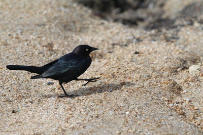 Side view of crow at sandy beach