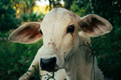 Close-up of cow on field