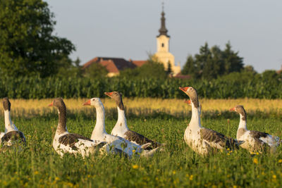 Geese on pasture in village of croatia