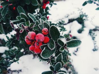 Close-up of berries on tree during winter